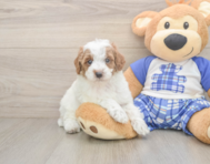 7 week old Poodle Puppy For Sale - Florida Fur Babies