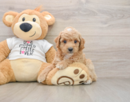 7 week old Poodle Puppy For Sale - Florida Fur Babies