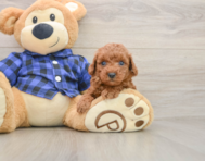 7 week old Poodle Puppy For Sale - Florida Fur Babies