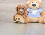 7 week old Poodle Puppy For Sale - Florida Fur Babies