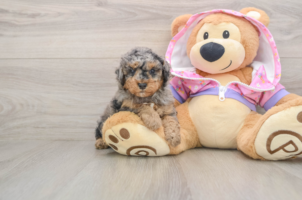 5 week old Poodle Puppy For Sale - Florida Fur Babies