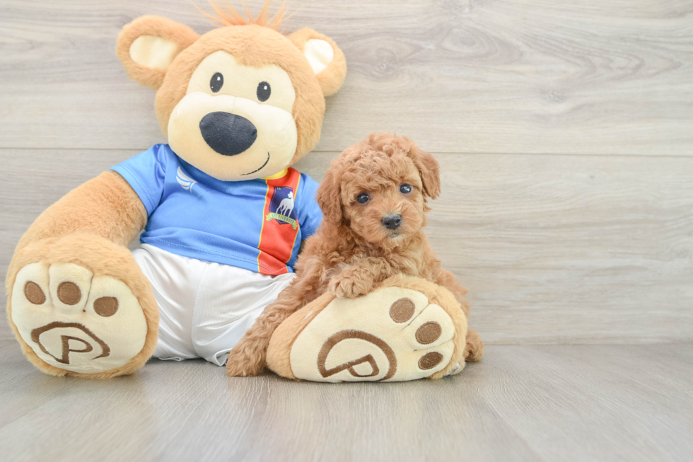 Smart Caniche Purebred Puppy