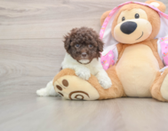 6 week old Poodle Puppy For Sale - Florida Fur Babies