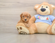 7 week old Poodle Puppy For Sale - Florida Fur Babies