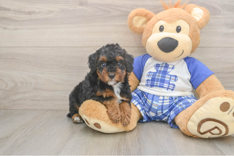 Poodle Puppy for Adoption