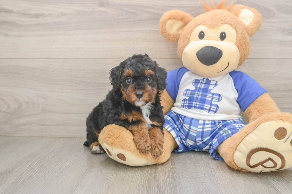 6 week old Poodle Puppy For Sale - Florida Fur Babies