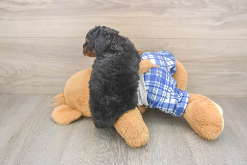 Poodle Pup Being Cute