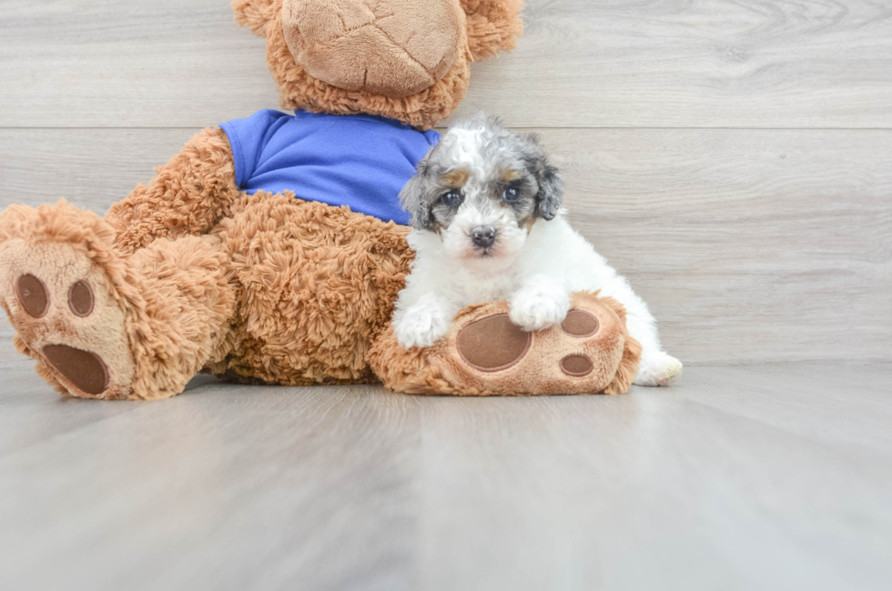 11 week old Poodle Puppy For Sale - Florida Fur Babies