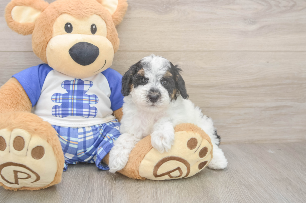 6 week old Poodle Puppy For Sale - Florida Fur Babies