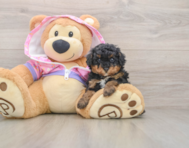 6 week old Poodle Puppy For Sale - Florida Fur Babies