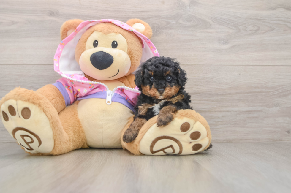 5 week old Poodle Puppy For Sale - Florida Fur Babies