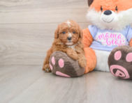 5 week old Poodle Puppy For Sale - Florida Fur Babies