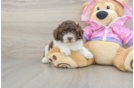 Funny Poodle Purebred Pup