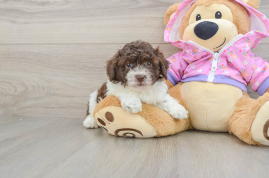Funny Poodle Purebred Pup