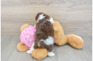 Popular Poodle Baby