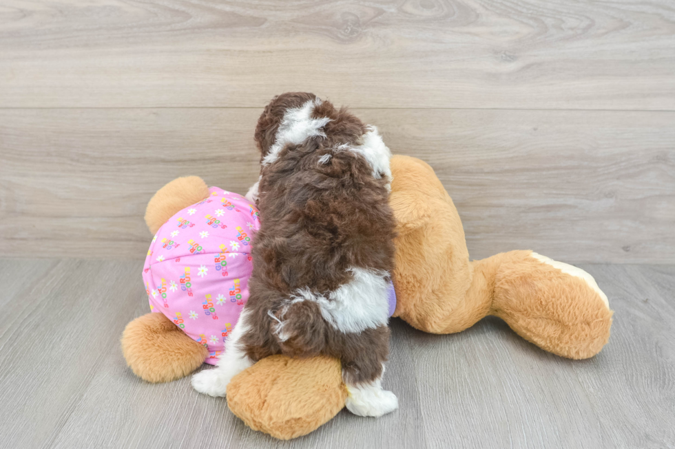 Popular Poodle Baby
