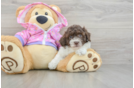 Playful Poodle Purebred Pup
