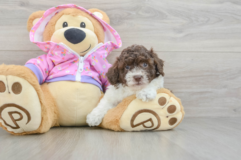 Playful Poodle Purebred Pup