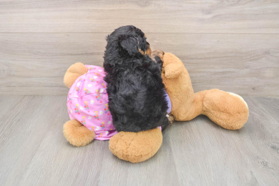 Poodle Pup Being Cute