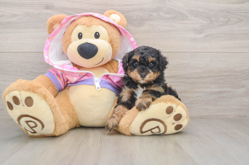 5 week old Poodle Puppy For Sale - Florida Fur Babies