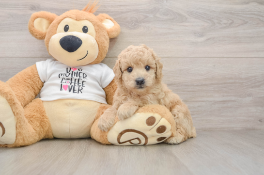 Poodle Puppy for Adoption