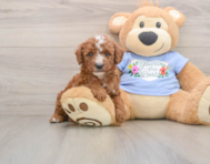 8 week old Poodle Puppy For Sale - Florida Fur Babies