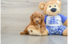 Poodle Puppy for Adoption