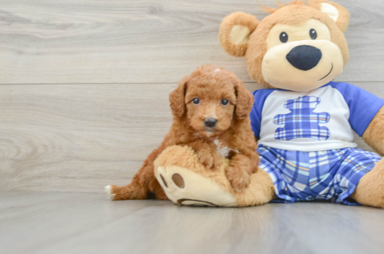 Poodle Puppy for Adoption