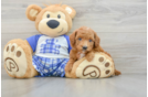 Poodle Puppy for Adoption
