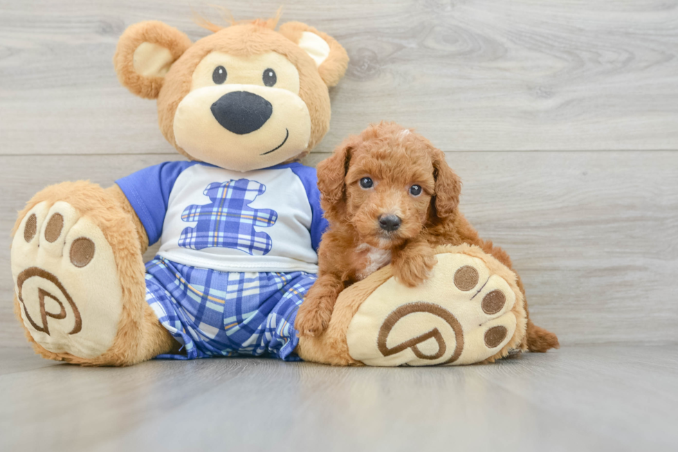 Poodle Puppy for Adoption