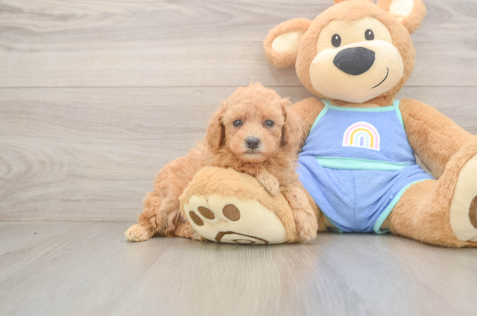 5 week old Poodle Puppy For Sale - Florida Fur Babies
