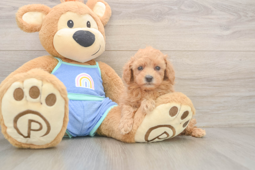 Fluffy Toy Poodle Purebred Puppy
