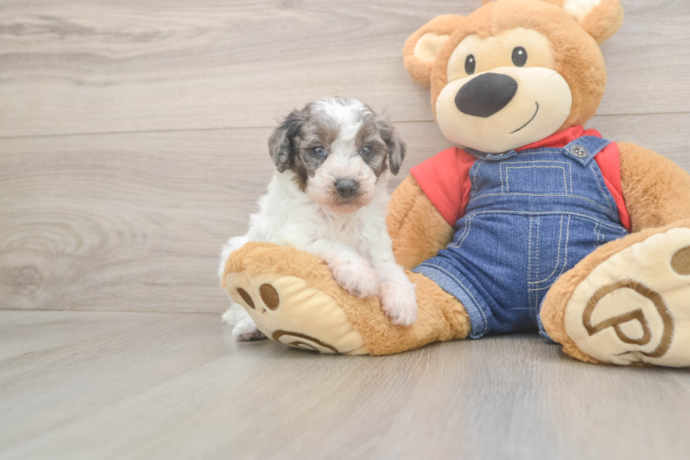 Funny Poodle Purebred Pup