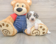 7 week old Poodle Puppy For Sale - Florida Fur Babies