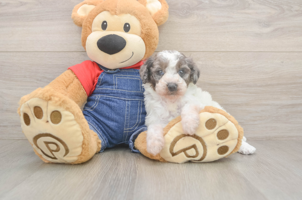 6 week old Poodle Puppy For Sale - Florida Fur Babies