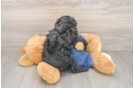Poodle Puppy for Adoption