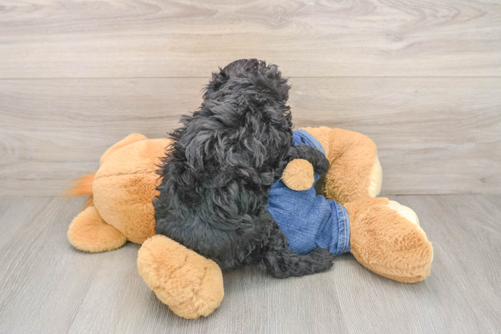 Poodle Puppy for Adoption