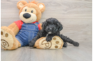Best Poodle Baby