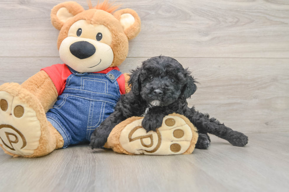 Best Poodle Baby