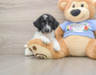 6 week old Poodle Puppy For Sale - Florida Fur Babies