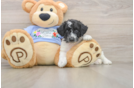Poodle Puppy for Adoption