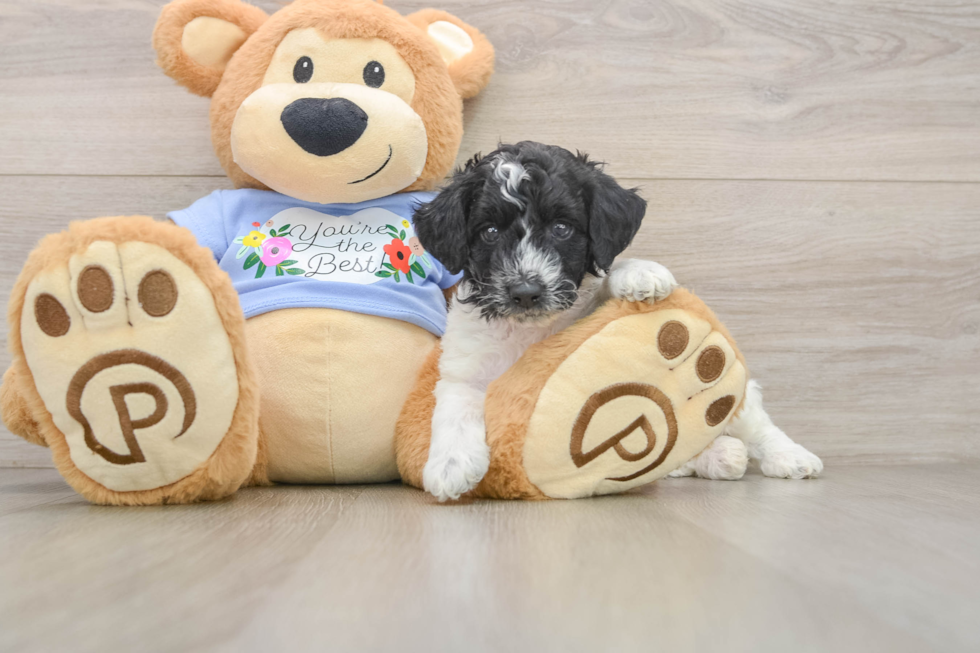 Poodle Puppy for Adoption
