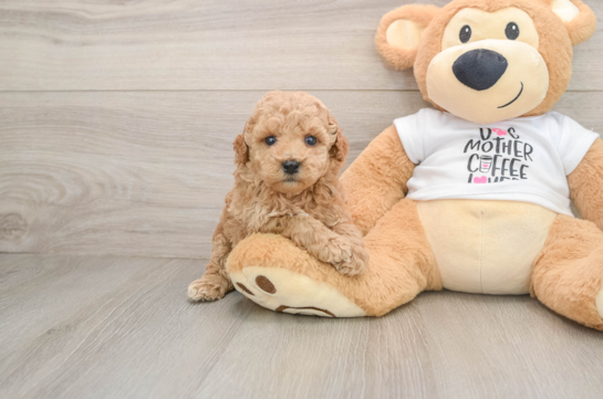 Fluffy Caniche Purebred Puppy
