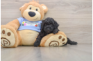 Smart Pudel Purebred Puppy