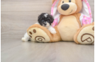 Poodle Pup Being Cute