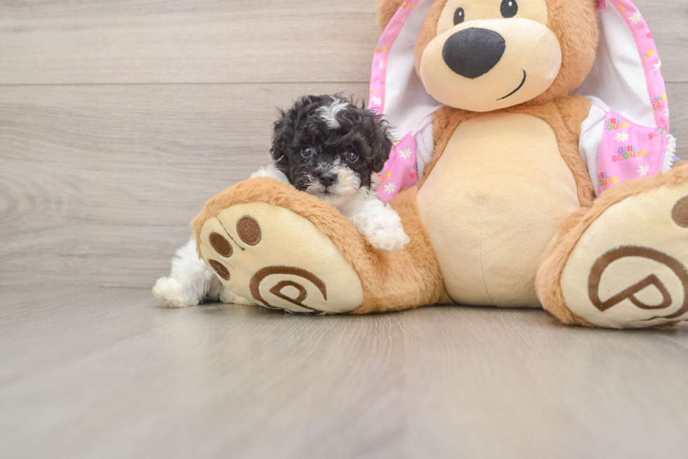 Poodle Pup Being Cute