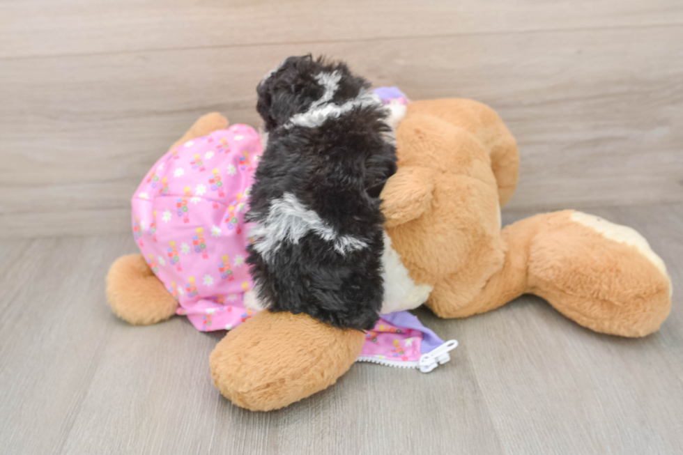 Poodle Pup Being Cute