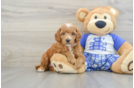 Little Poodle Purebred Pup