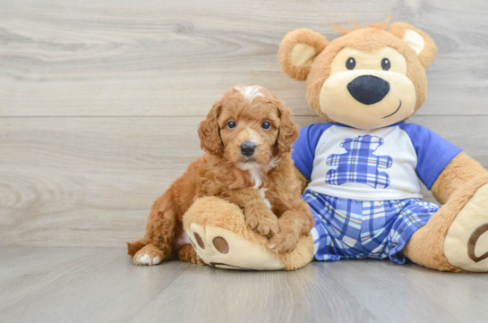 Little Poodle Purebred Pup