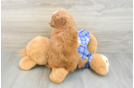Happy Caniche Purebred Puppy